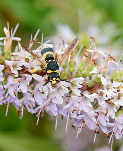 Réf. 260 854 : Euodynerus sp.